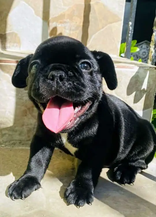 OFERTA CACHORRO BULLDOG FRANCES MACHO EN SANTO DOMINGO Y VACUNA AL DIA Foto 7268730-1.jpg