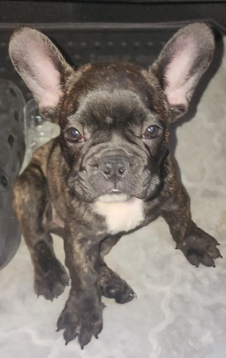 OFERTA CACHORRO BULLDOG FRANCES MACHO EN SANTO DOMINGO Y VACUNA AL DIA Foto 7268733-1.jpg