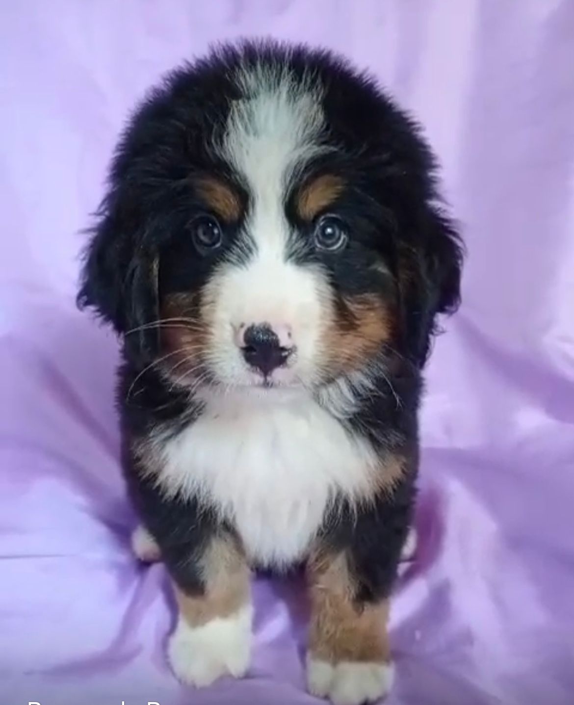 OFERTA CACHORRO BOYERO DE BERNA EN SANTO DOMINGO Y SE ENTREGA CON TODO Foto 7268891-1.jpg