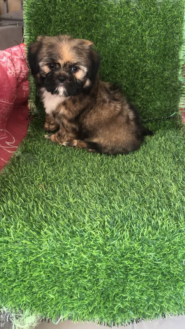 OFERTA CACHORRO SHIPOO MACHO EN SANTO DOMINGO Y TODO AL DIA Foto 7268895-2.jpg