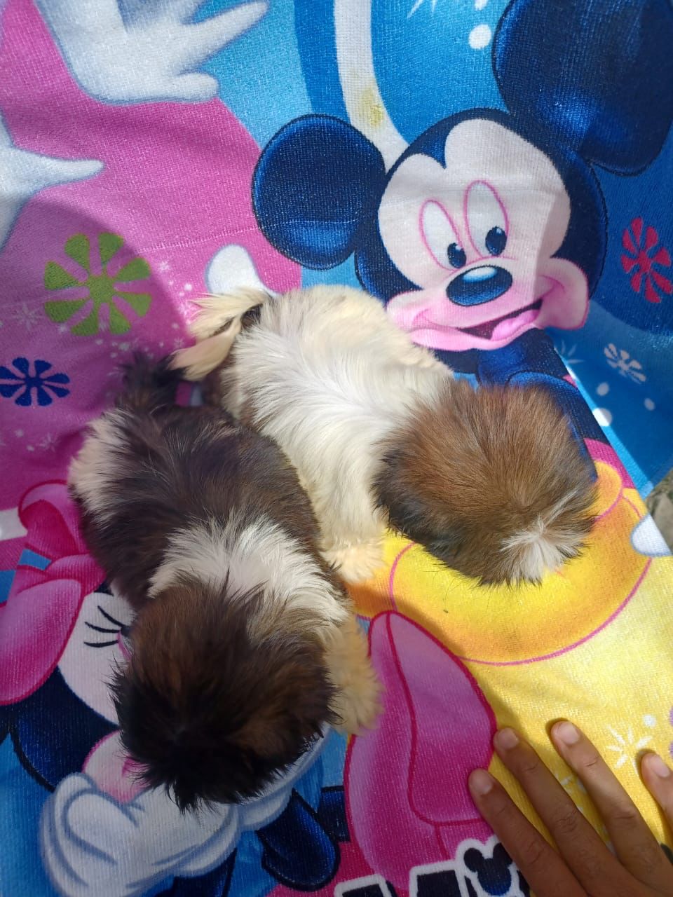 OFERTA CACHORRO SHIH TZU MACHO EN SNATO DOMINGO Y VACUNA AL DIA  Foto 7268898-2.jpg