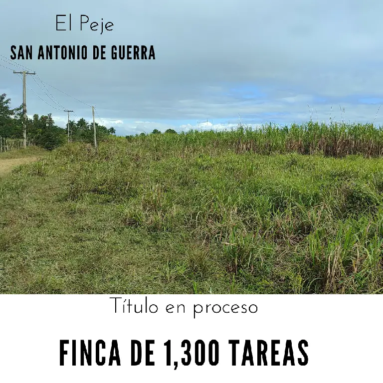 Finca de 1300 tareas sembradas de caña en San Antonio de Guerra  Foto 7268931-1.jpg