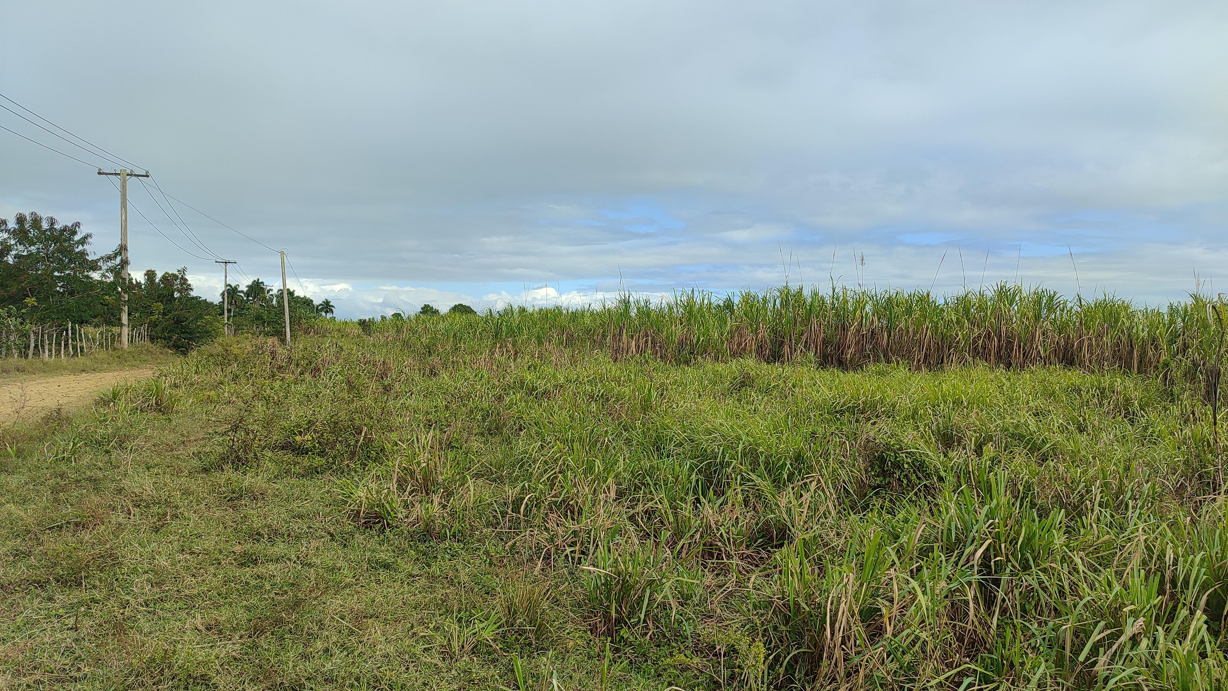 Finca de 1300 tareas sembradas de caña en San Antonio de Guerra  Foto 7268931-2.jpg