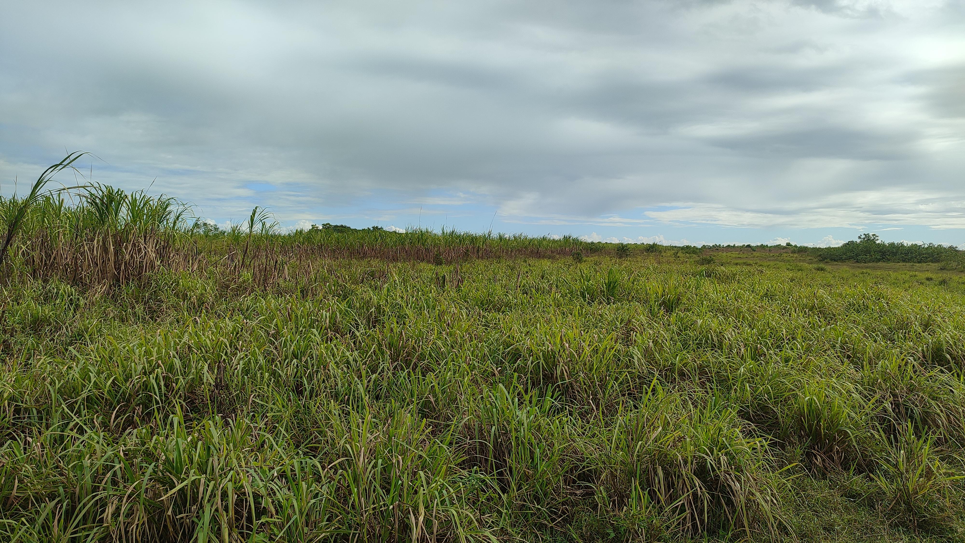 Finca de 1300 tareas sembradas de caña en San Antonio de Guerra  Foto 7268931-3.jpg