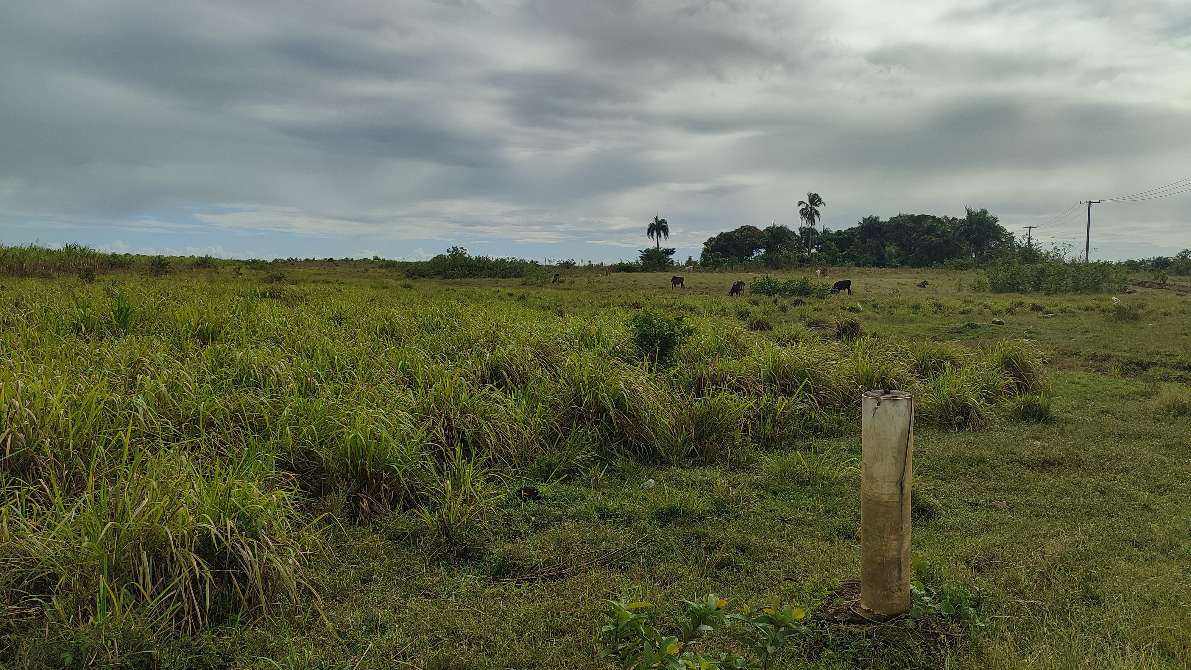 Finca de 1300 tareas sembradas de caña en San Antonio de Guerra  Foto 7268931-5.jpg