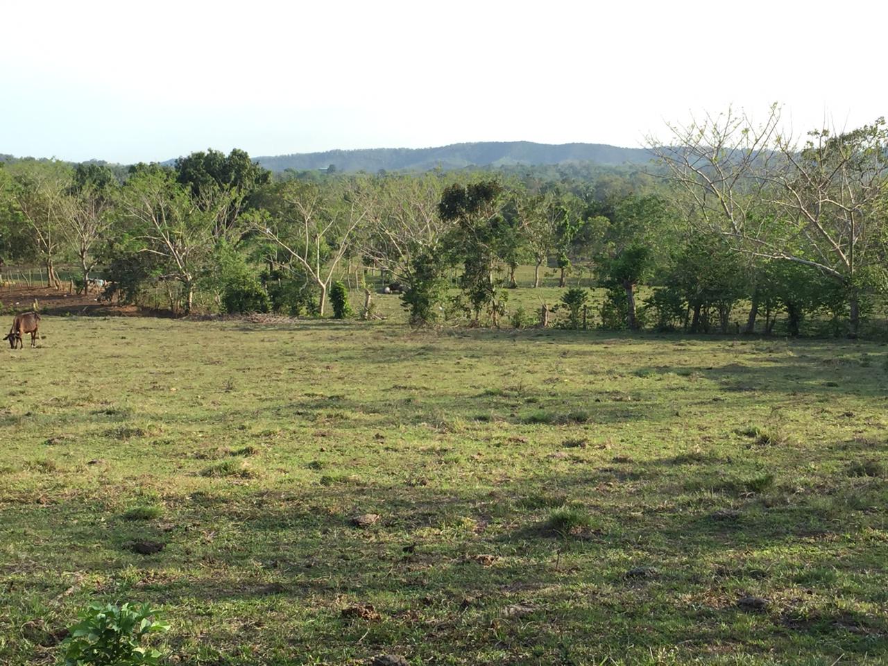 VENDO FINCA DE 252 TAREAS EN EL 35 DE YAMASA PRECIO REBAJADO Y A 2 PAG Foto 7268948-12.jpg