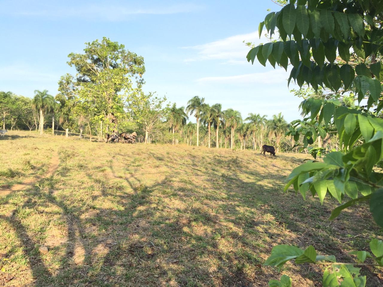 VENDO FINCA DE 252 TAREAS EN EL 35 DE YAMASA PRECIO REBAJADO Y A 2 PAG Foto 7268948-13.jpg