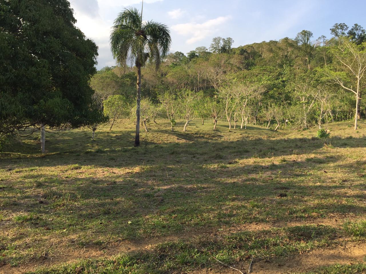 VENDO FINCA DE 252 TAREAS EN EL 35 DE YAMASA PRECIO REBAJADO Y A 2 PAG Foto 7268948-14.jpg