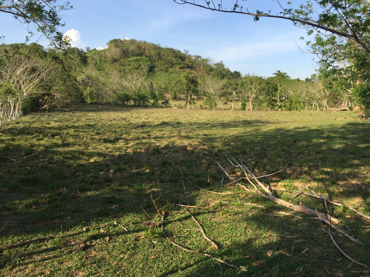 VENDO FINCA DE 252 TAREAS EN EL 35 DE YAMASA PRECIO REBAJADO Y A 2 PAG Foto 7268948-8.jpg