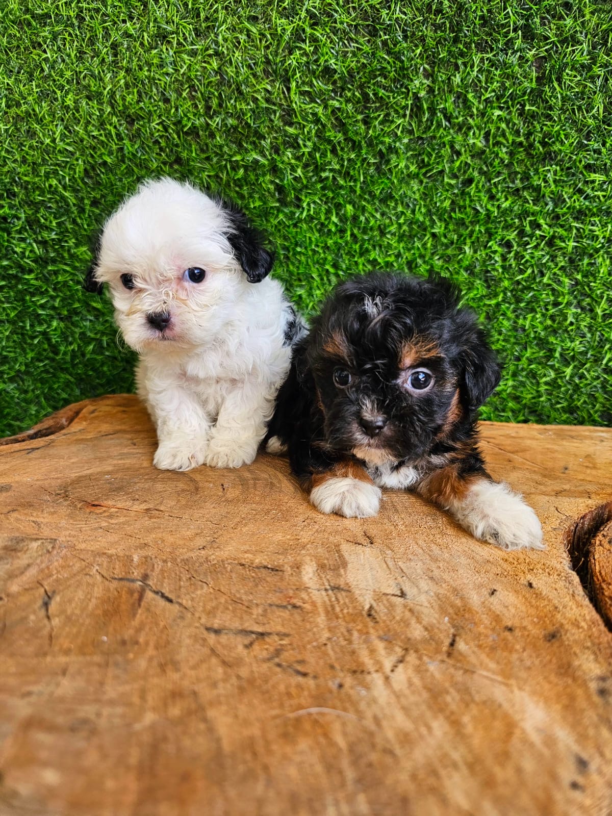 Mix Shitzu y Yorkie Ambos Sexos Foto 7268962-2.jpg