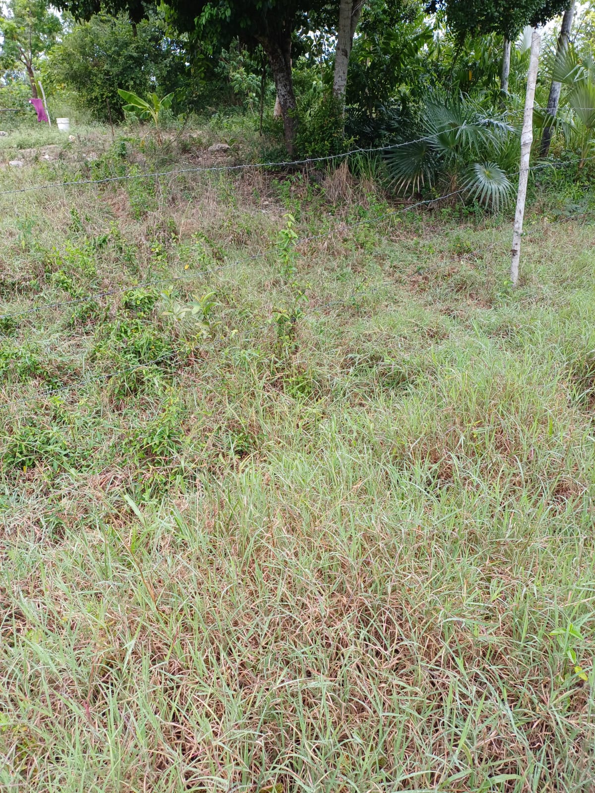 Finquita de 9 Tareas Ecoturísticas con Casa campestre en La Romana Foto 7269033-6.jpg