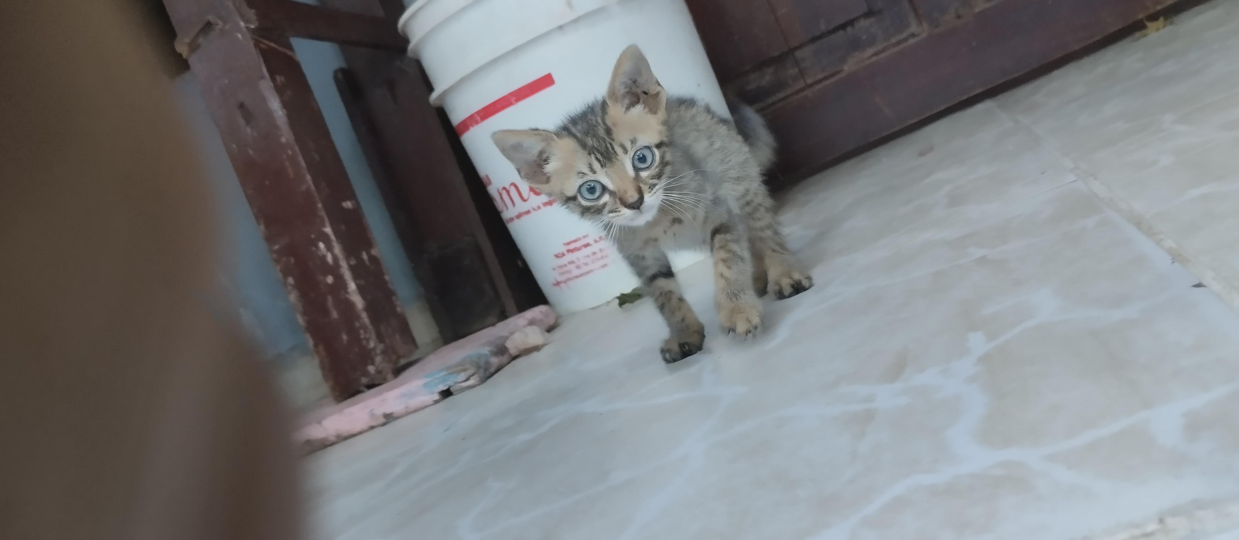 Gatito en adopción  Foto 7269035-2.jpg