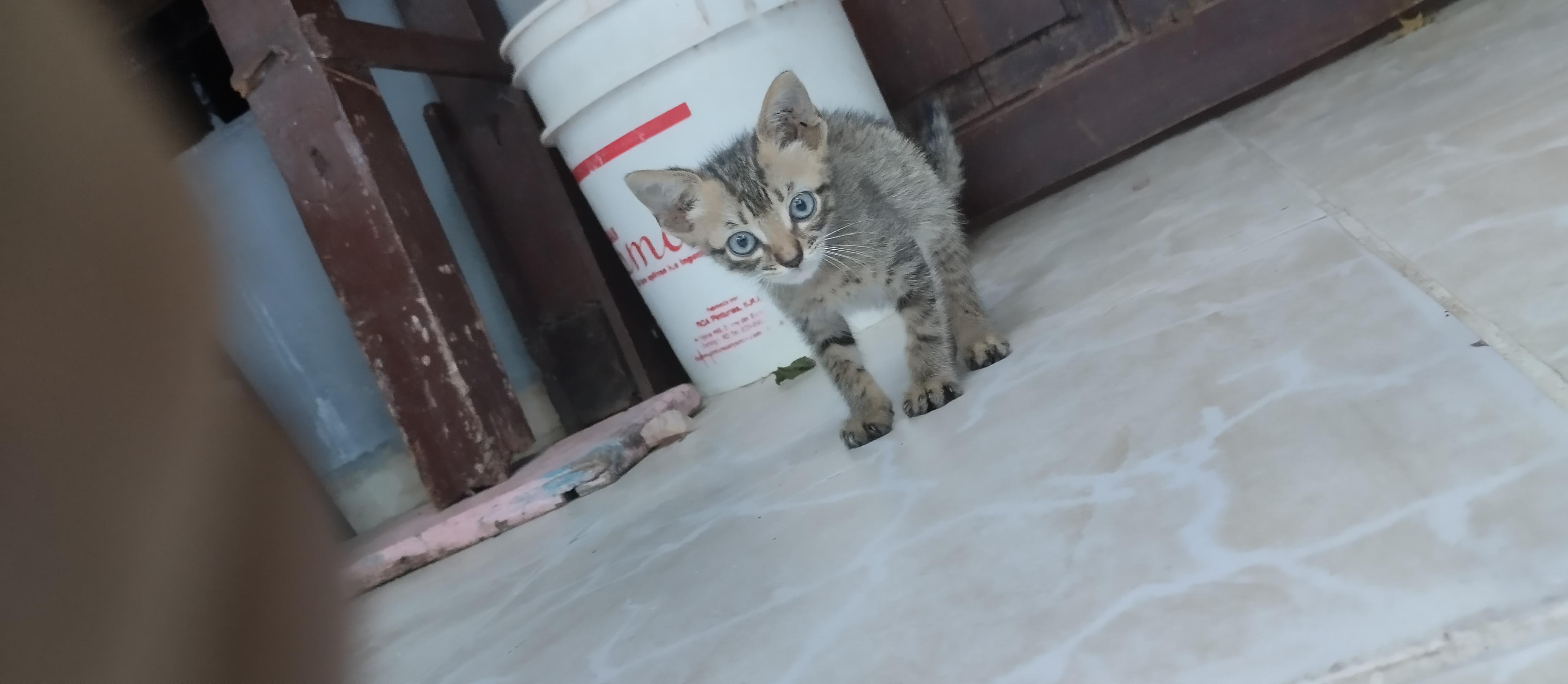 Gatito en adopción  Foto 7269035-3.jpg