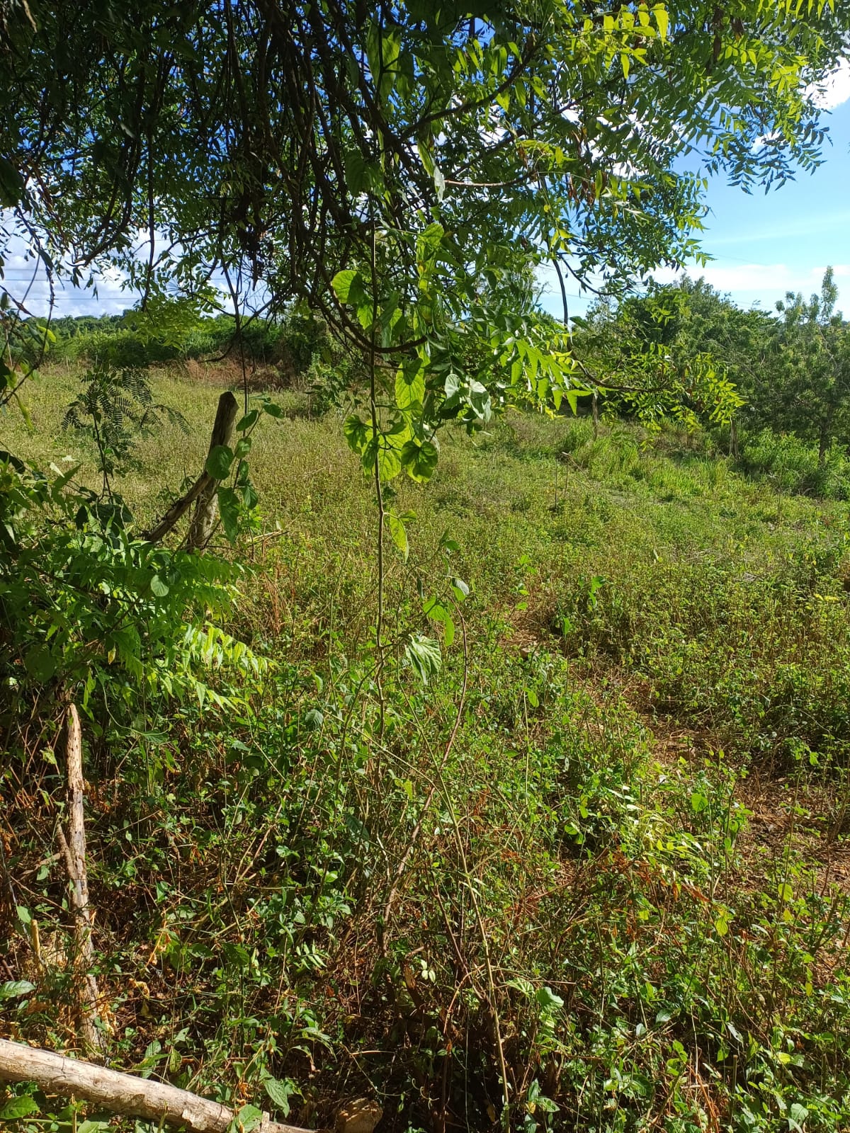 Finca de 50 tareas con vocación Agrícola y Eco-turísticas en La Romana Foto 7269043-2.jpg