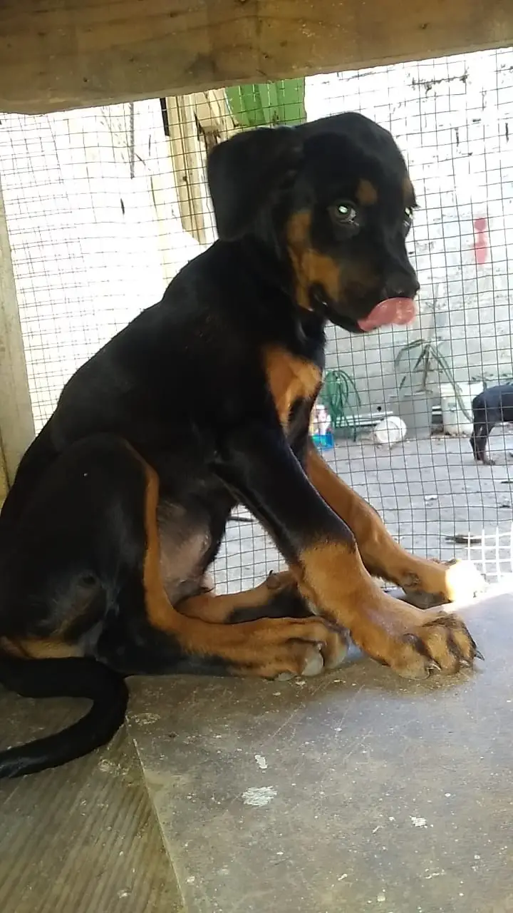 OFERTA CACHORRO ROTTWEILER MACHO UBICADO EN SANTO DOMINGO Y TIENE SU V Foto 7269046-1.jpg