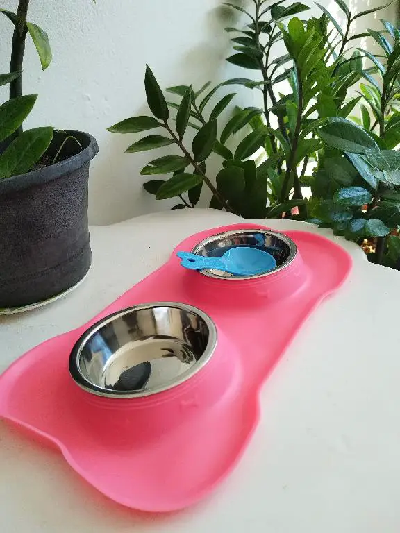 plato para perro pequeño Shih Tzu y chiguagua Foto 7269106-1.jpg