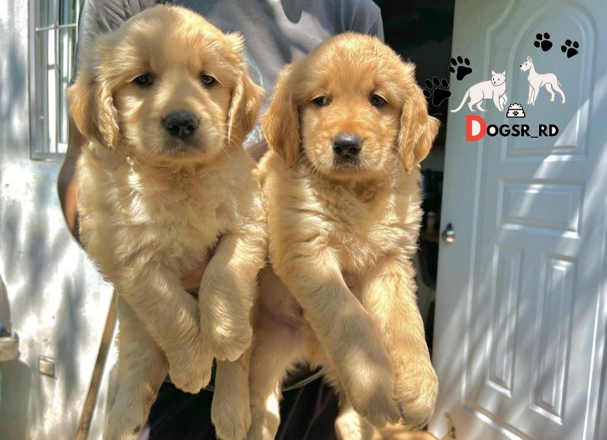Golden Retriever Ambos Sexos  Foto 7269159-1.jpg