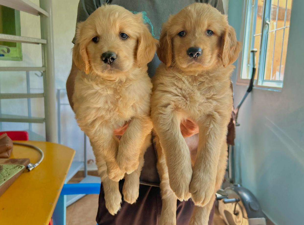 Golden Retriever Ambos Sexos  Foto 7269159-2.jpg