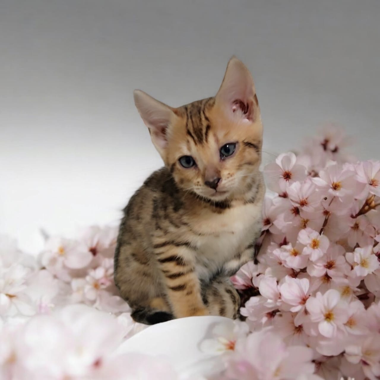 Gatas Bengalí con Pedigree Hembras Foto 7269429-2.jpg