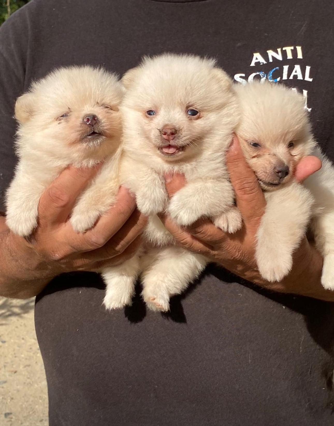 Pomerania Ambos Sexos  Foto 7269430-2.jpg