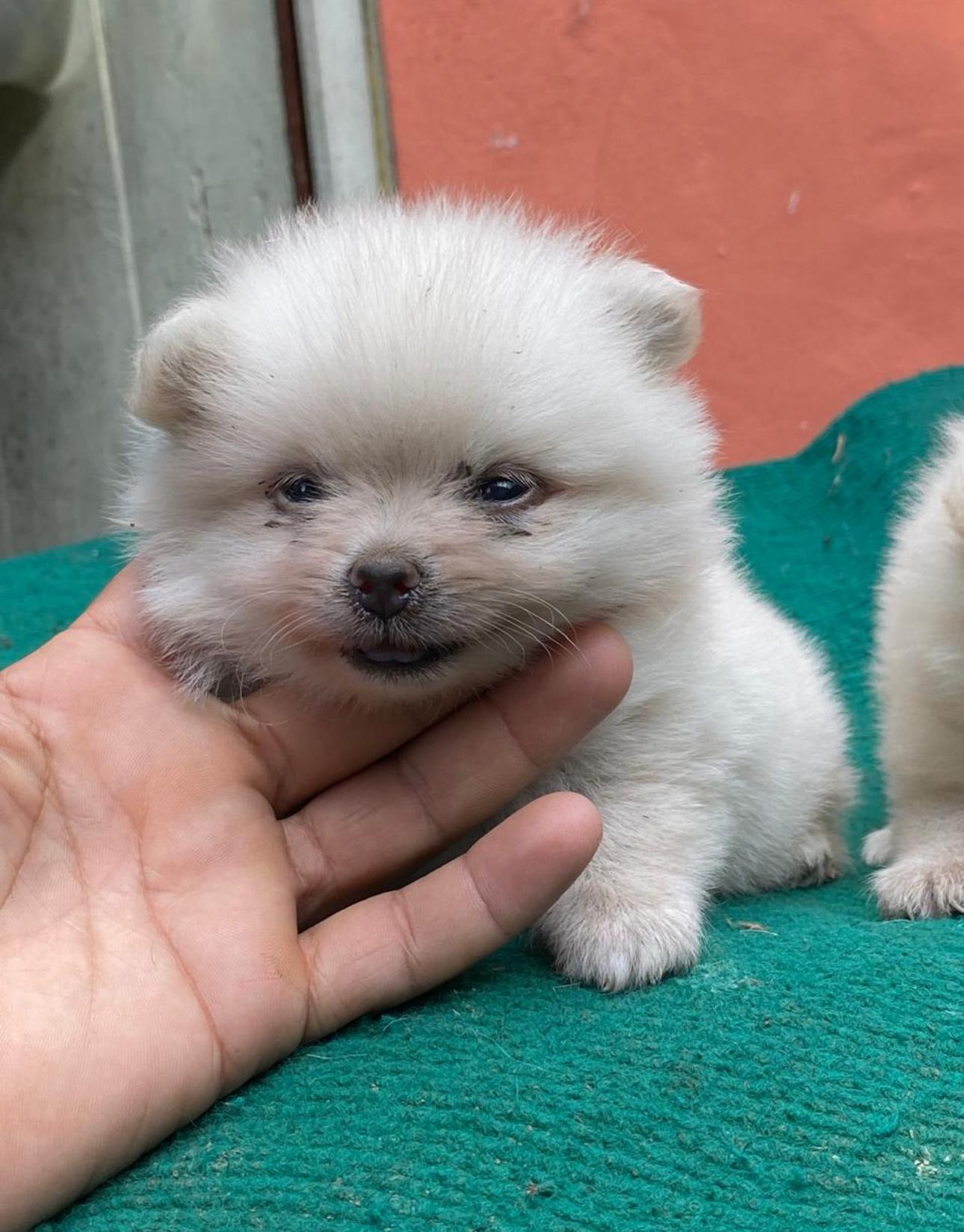 Pomerania Ambos Sexos  Foto 7269430-3.jpg
