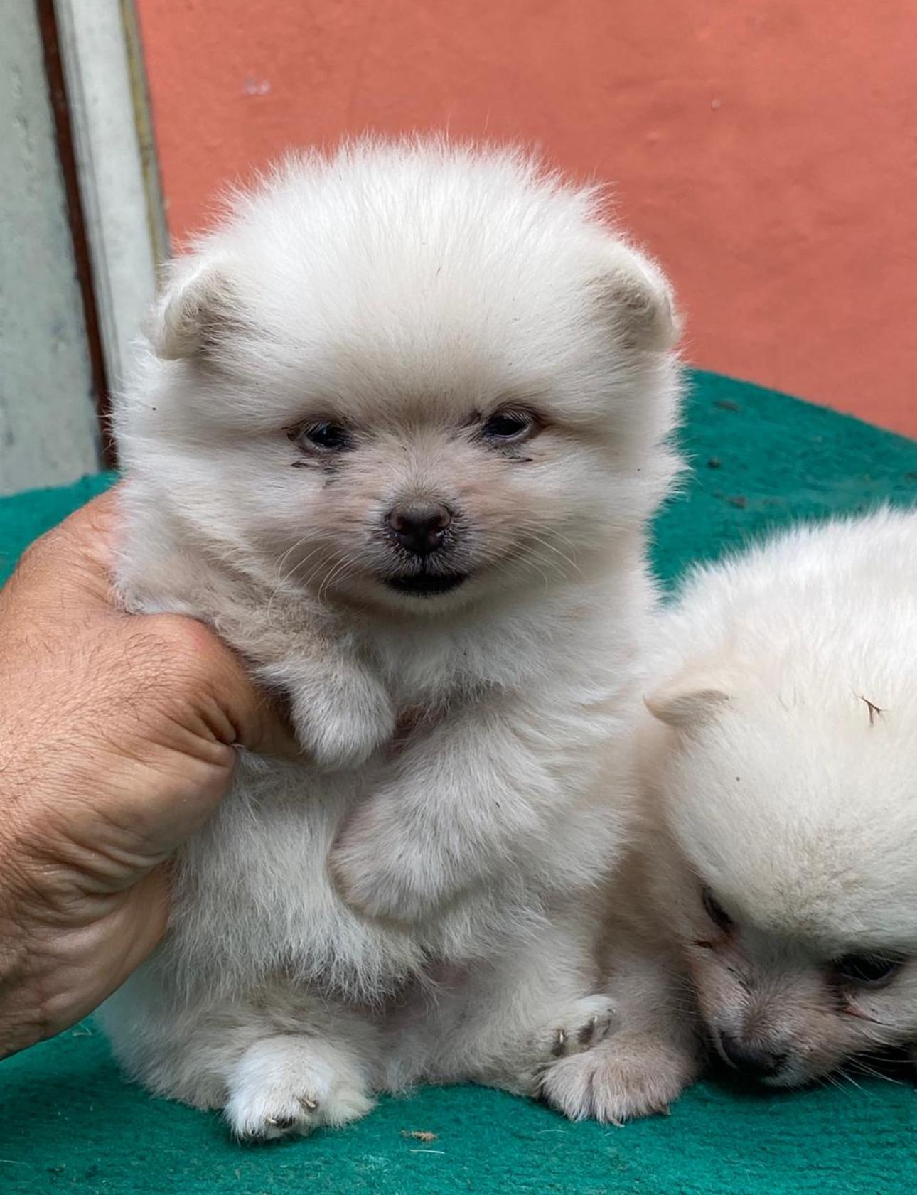 Pomerania Ambos Sexos  Foto 7269430-4.jpg