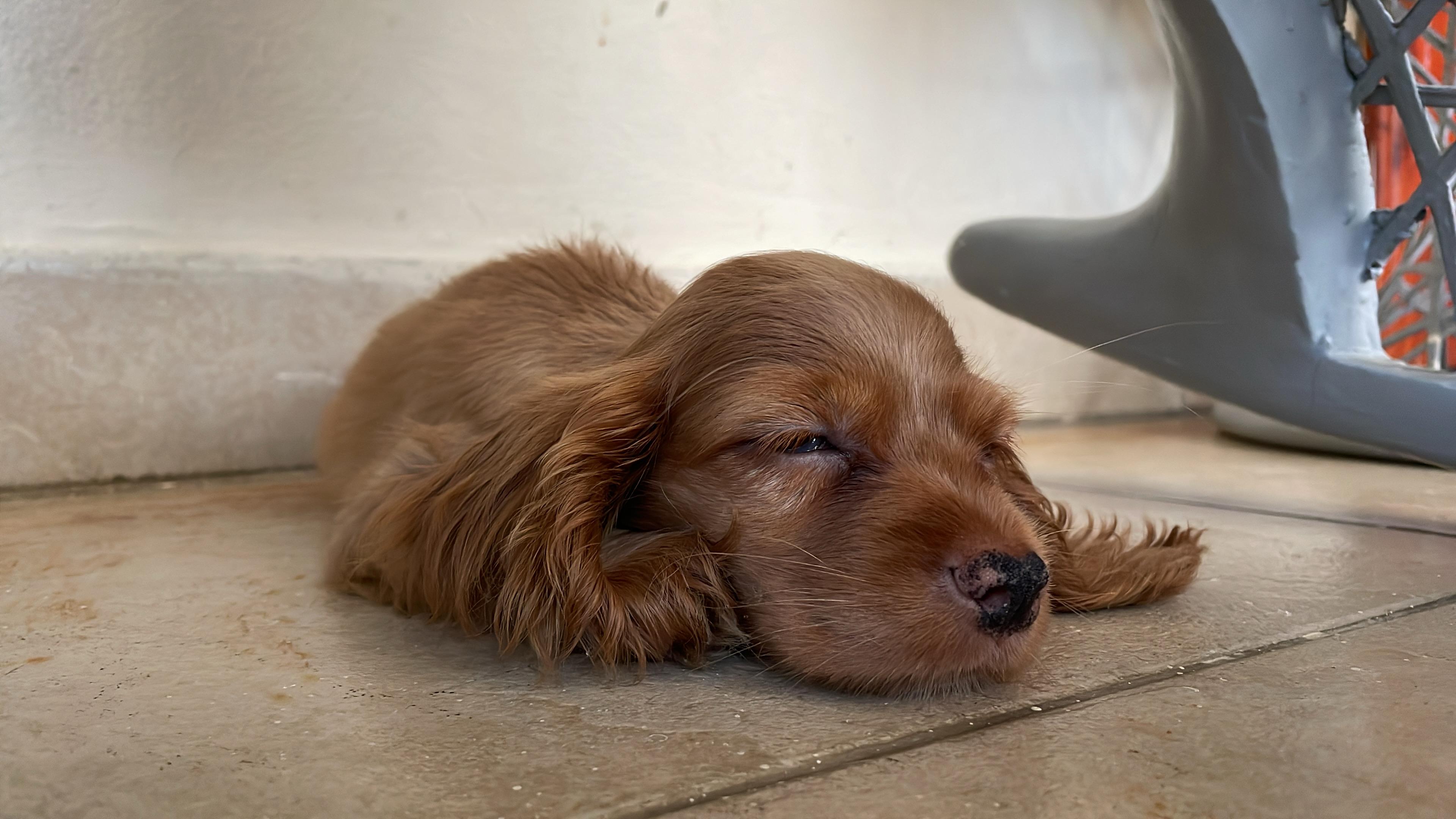 Cooker Spaniel Macho Foto 7269432-2.jpg