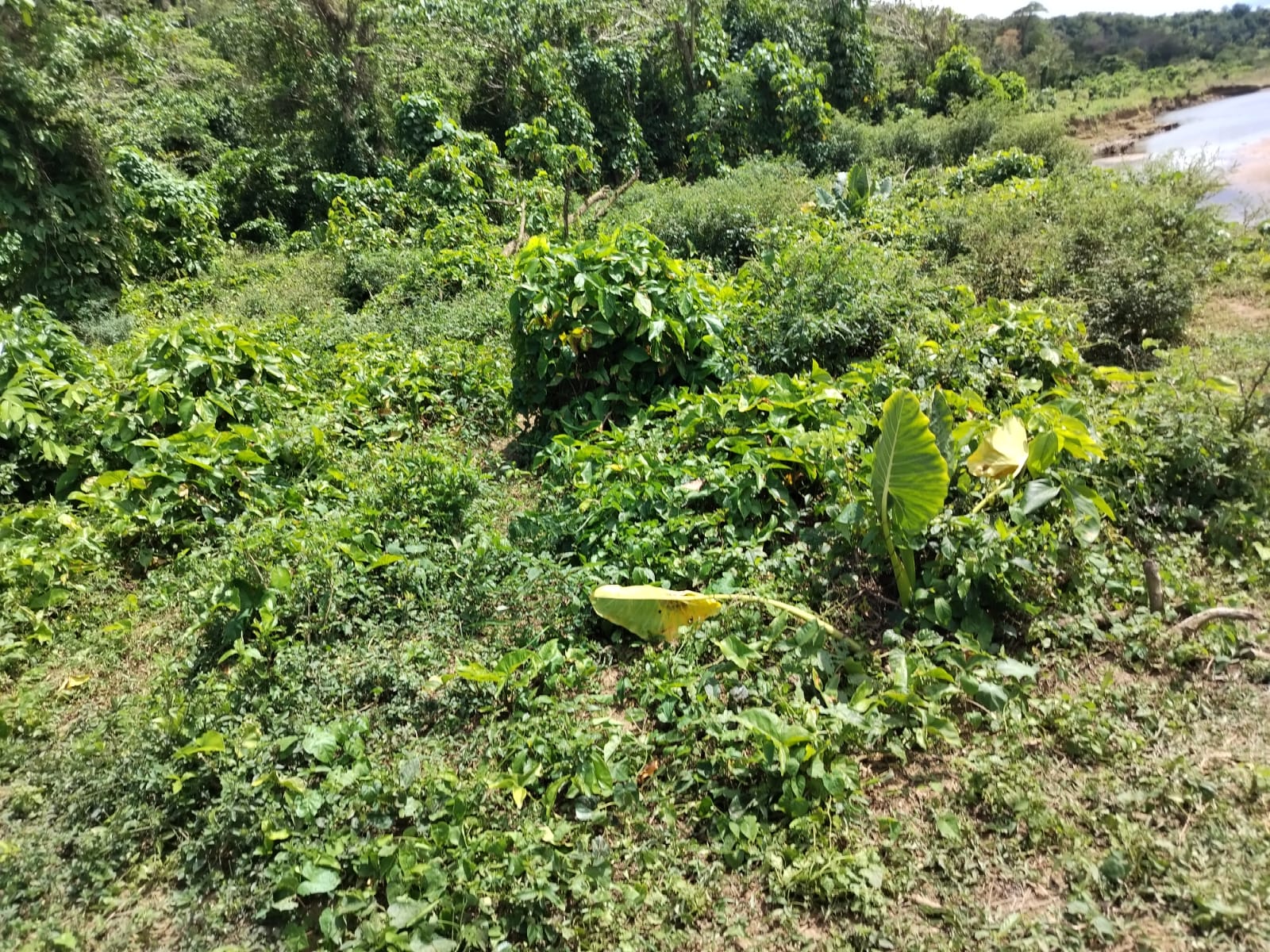 Finca de 80 tareas Eco-turísticas y Agrícolas en La Romana Foto 7269558-4.jpg