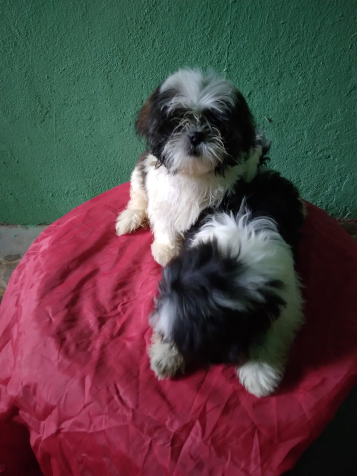OFERTA CACHORRO SHIH TZU AMBOS SEXO EN SANTO DOMINGO Y VACUNADO Foto 7269596-2.jpg