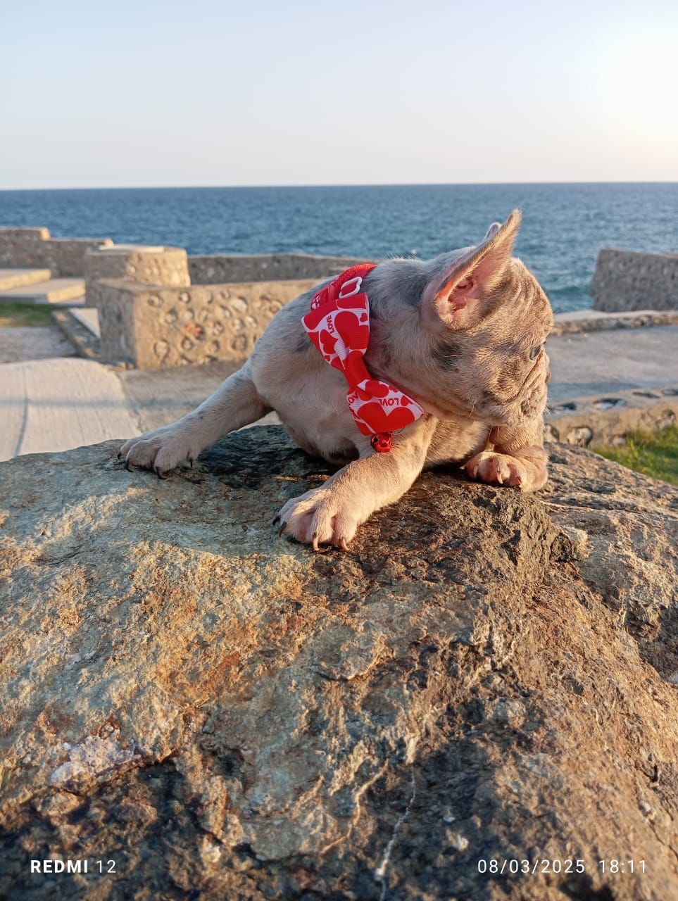 OFERTA CACHORRO BULLDOG FRANCES MACHO EN SANTO DOMINGO Y VACUNA AL DIA Foto 7269597-2.jpg