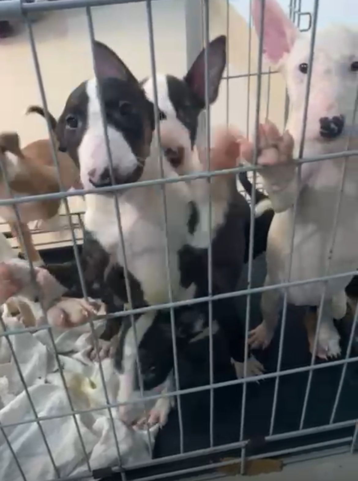 OFERTA CACHORRO BULL TERRIER AMBOS SEXO EN SANTO DOMINGO Y VACUNADO Foto 7269602-1.jpg