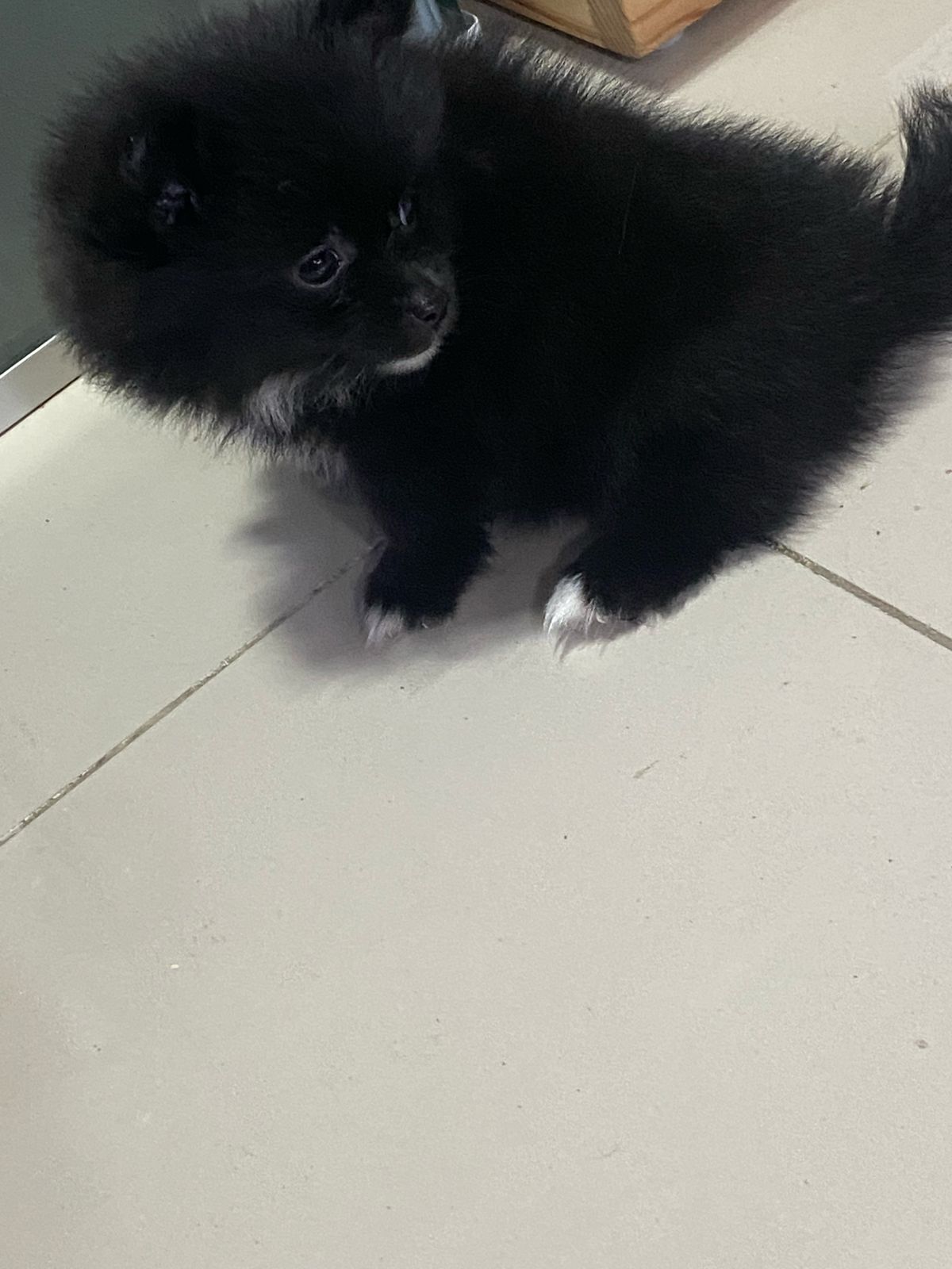 OFERTA CACHORRO POMERANIA HEMBRA EN SANTIAGO Y VACUNA AL DIA Foto 7269604-1.jpg