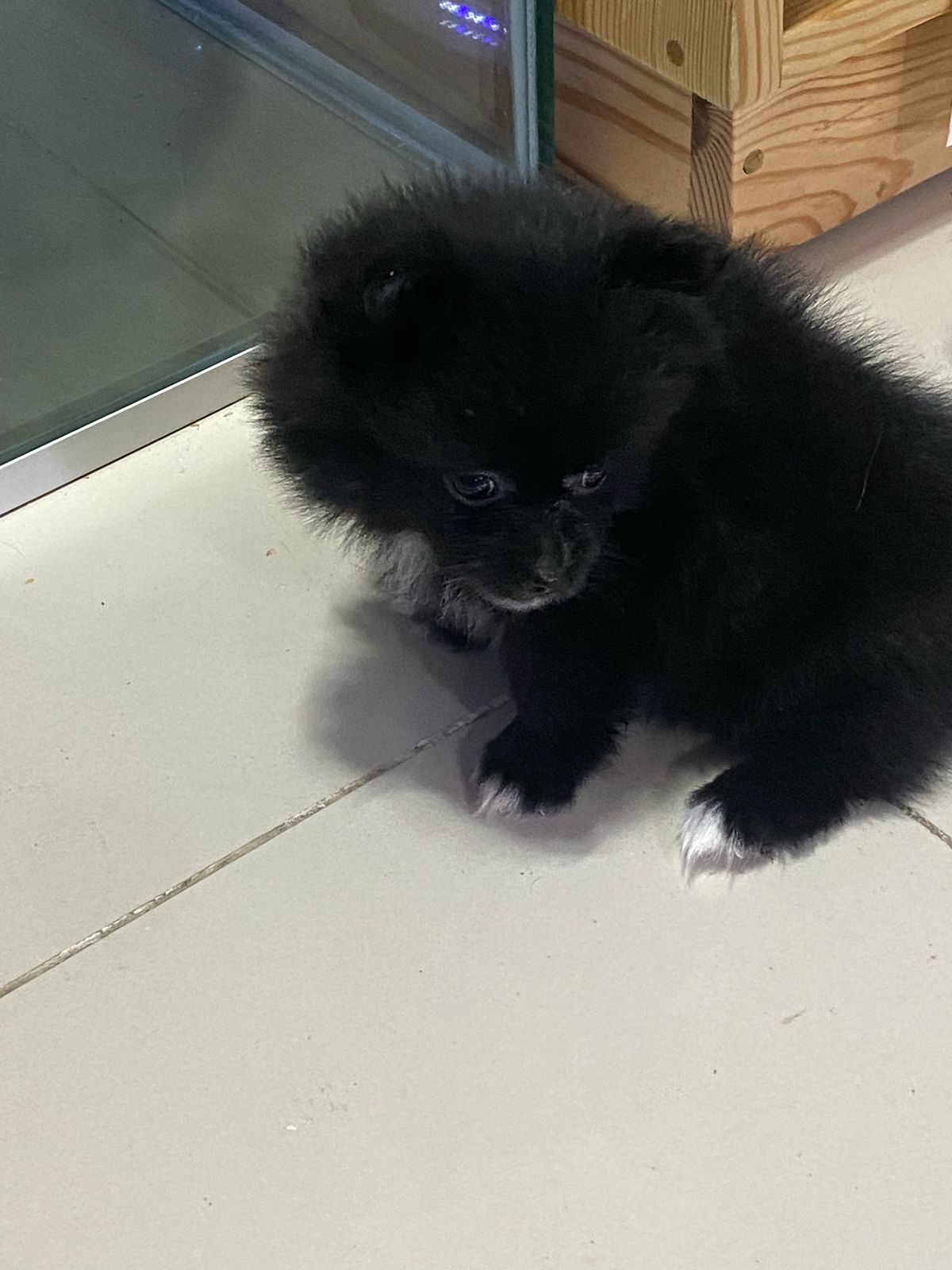 OFERTA CACHORRO POMERANIA HEMBRA EN SANTIAGO Y VACUNA AL DIA Foto 7269604-2.jpg