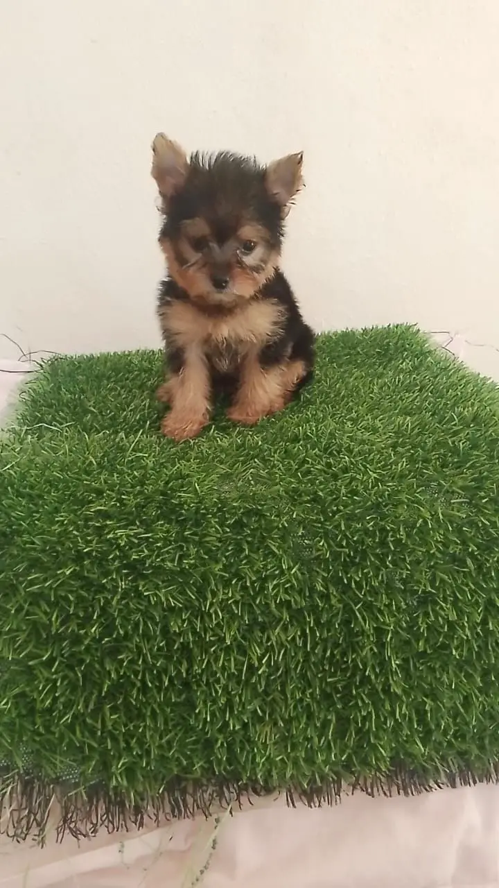 OFERTA CACHORRO YORKIE HEMBRA EN SANTO DOMINGO Y VACUNADA Foto 7269606-1.jpg