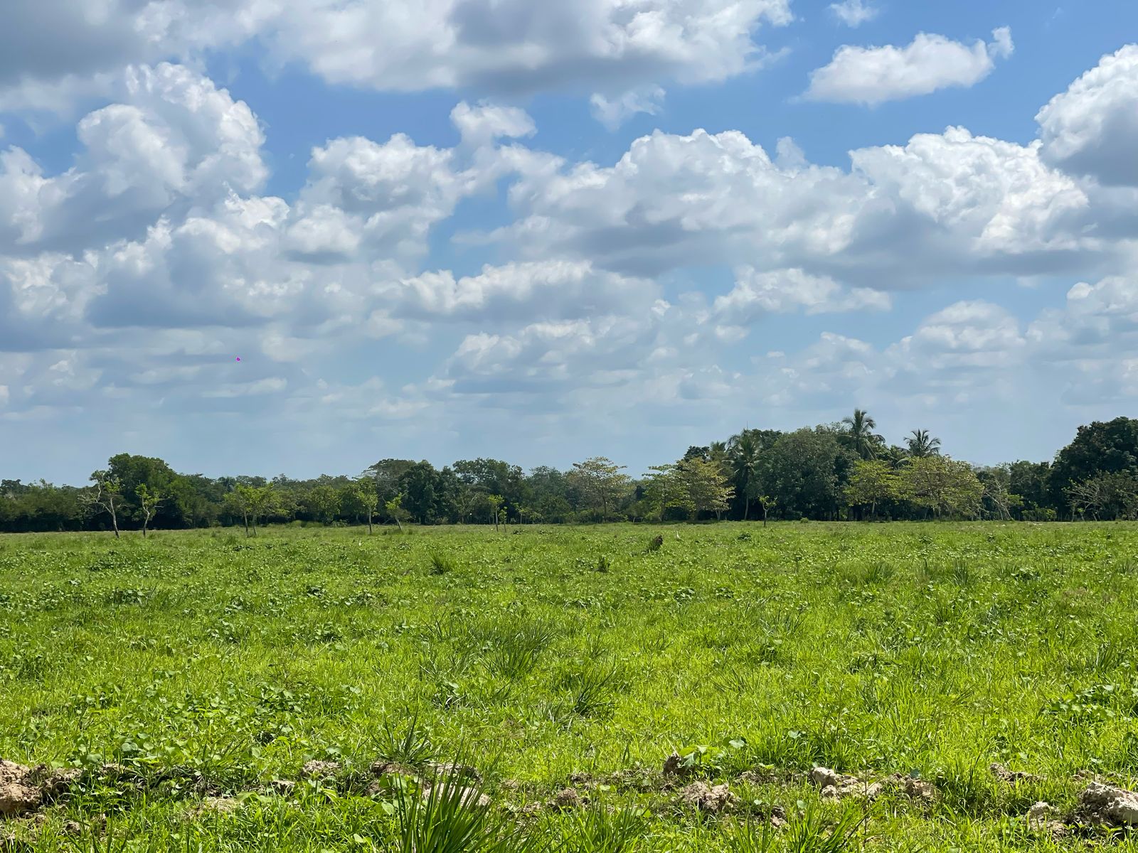 SE VENDE FINCA DE 151 TAREAS EN HACIENDA ESTRELLA VIEJA A LA ORILLA DE Foto 7269828-2.jpg