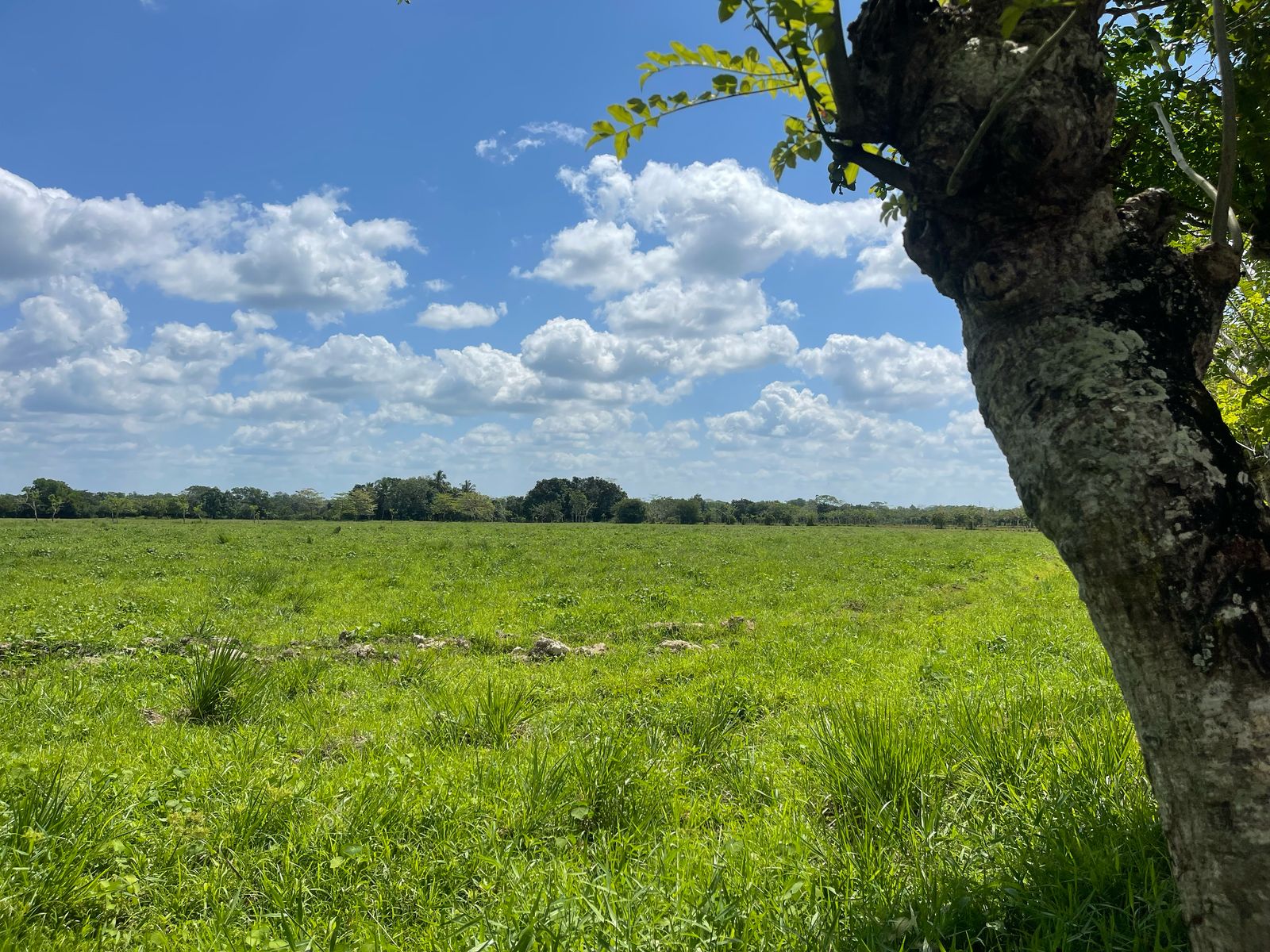 SE VENDE FINCA DE 151 TAREAS EN HACIENDA ESTRELLA VIEJA A LA ORILLA DE Foto 7269828-4.jpg