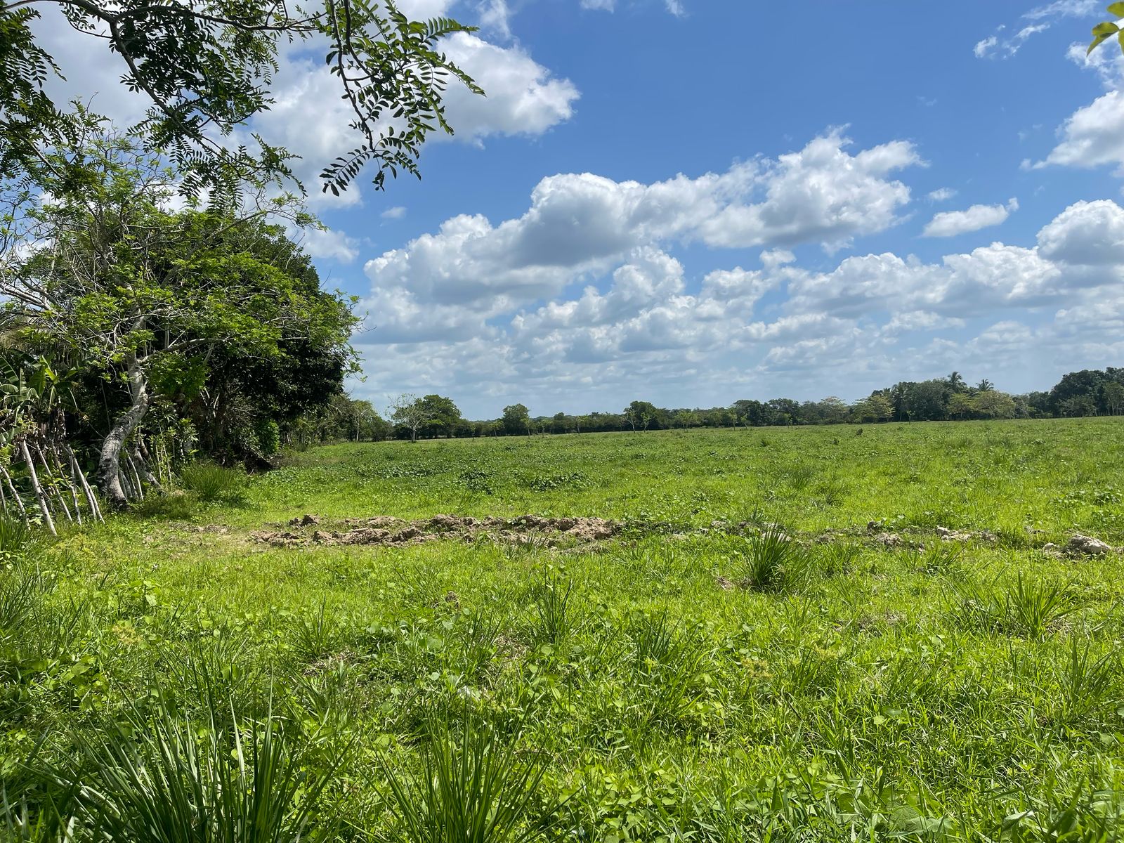 SE VENDE FINCA DE 151 TAREAS EN HACIENDA ESTRELLA VIEJA A LA ORILLA DE Foto 7269828-5.jpg