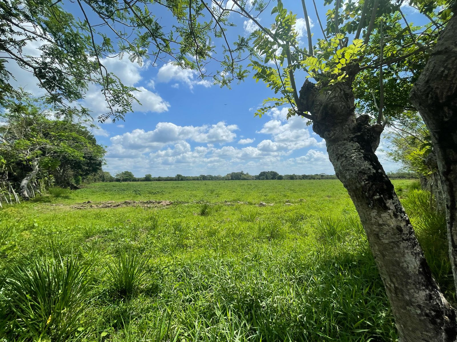 SE VENDE FINCA DE 151 TAREAS EN HACIENDA ESTRELLA VIEJA A LA ORILLA DE Foto 7269828-8.jpg