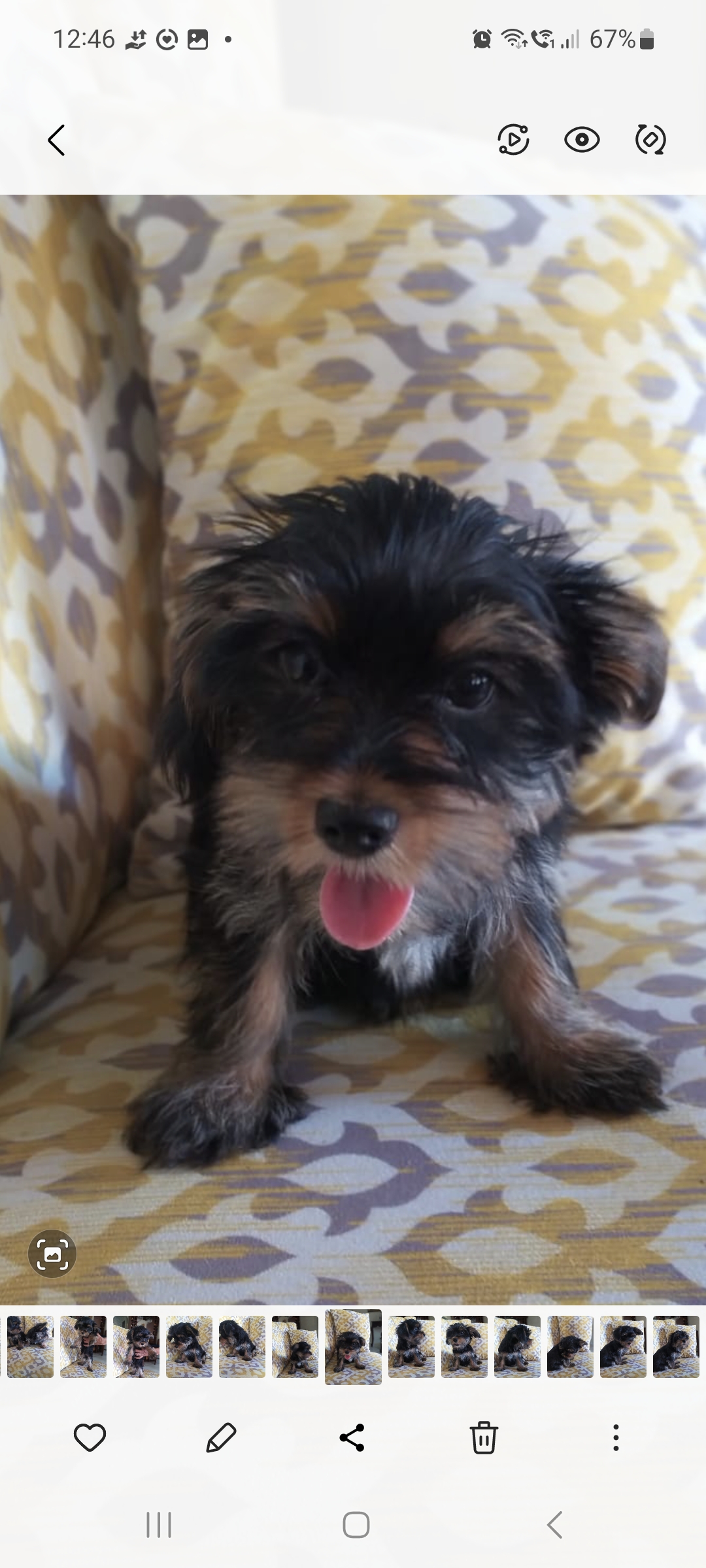 Hermoso yorkie po en Santo Domingo Este Foto 7270005-2.jpg
