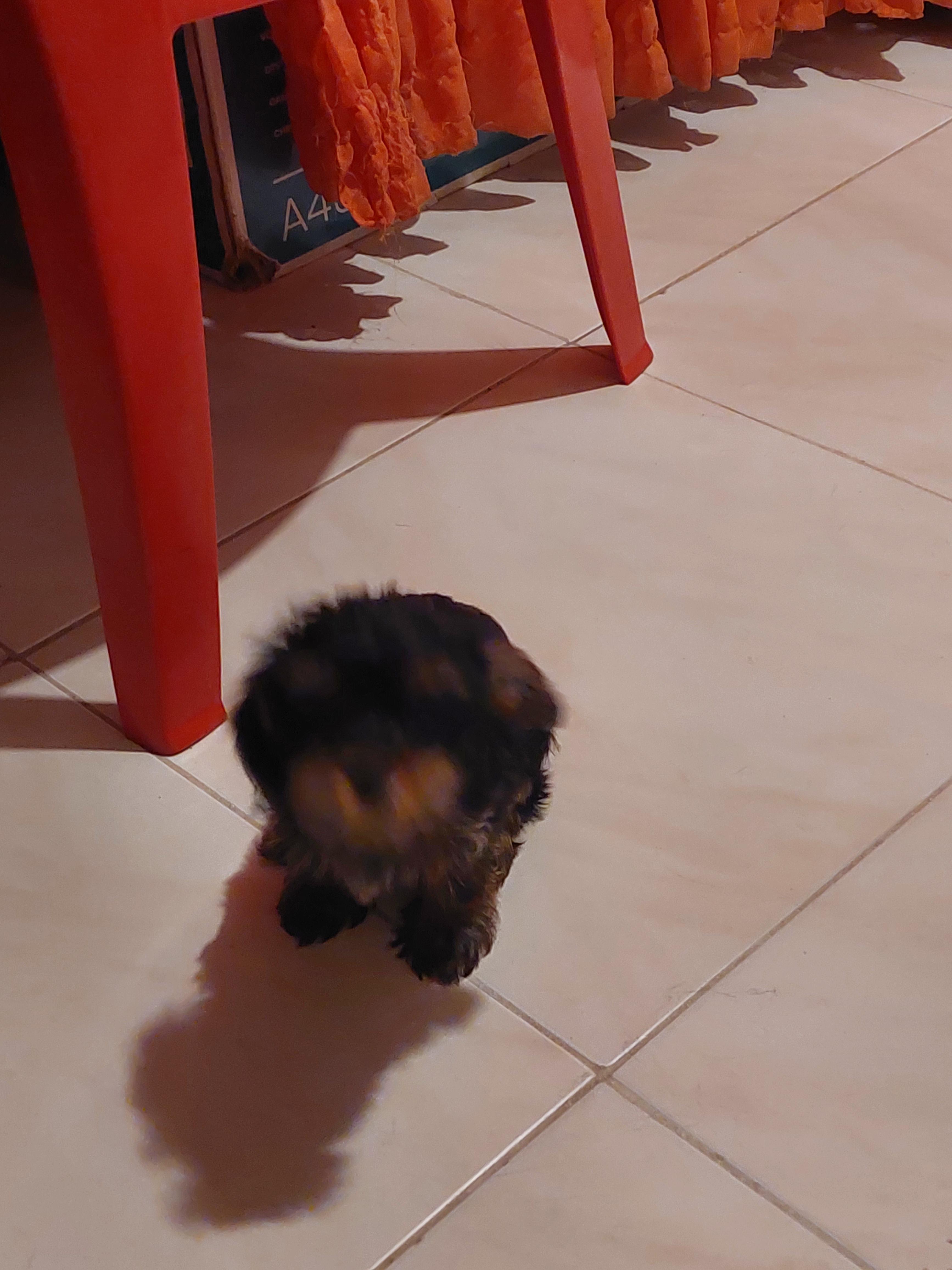 Hermoso yorkie po en Santo Domingo Este Foto 7270005-3.jpg