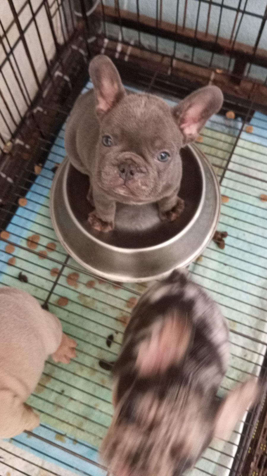 OFERTA CACHORRO BULLDOG FRANCES HEMBRA EN SANTO DOMINGO Y VACUNADO Foto 7270200-5.jpg