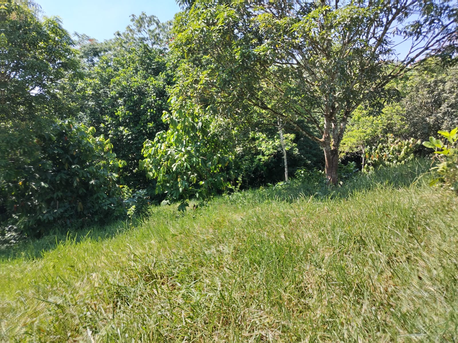 Finca de 52 tareas con vocación Agrícola y Ganadera en Monte plata Foto 7270215-2.jpg