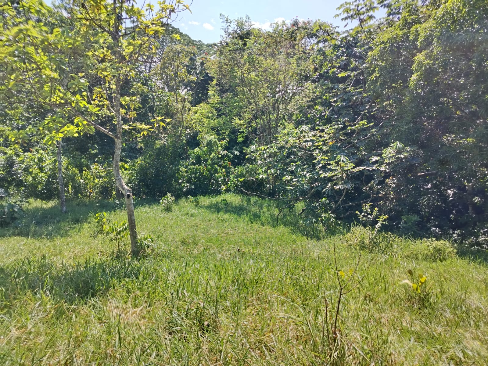 Finca de 52 tareas con vocación Agrícola y Ganadera en Monte plata Foto 7270215-3.jpg