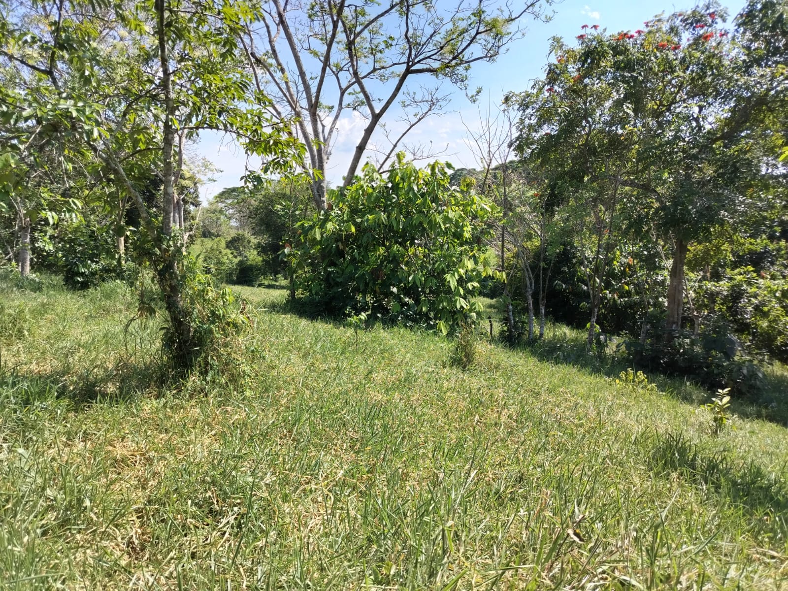Finca de 52 tareas con vocación Agrícola y Ganadera en Monte plata Foto 7270215-4.jpg