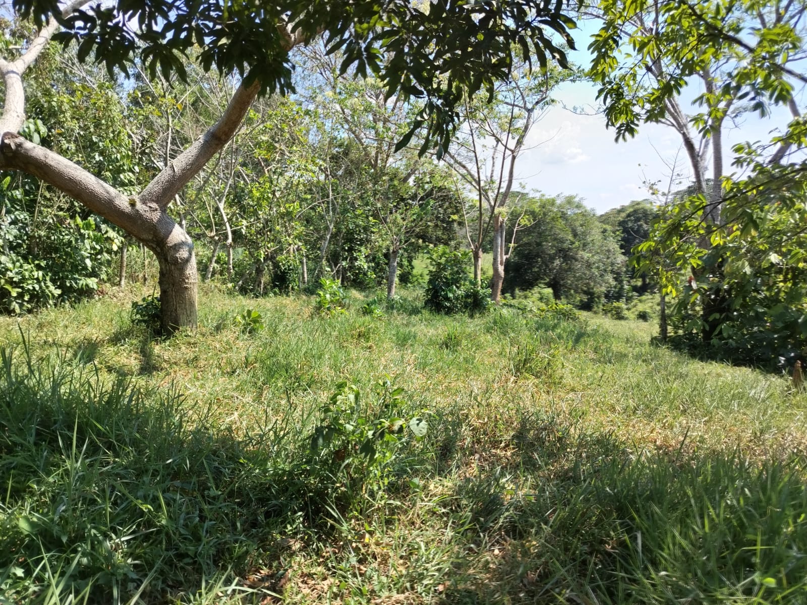 Finca de 52 tareas con vocación Agrícola y Ganadera en Monte plata Foto 7270215-6.jpg