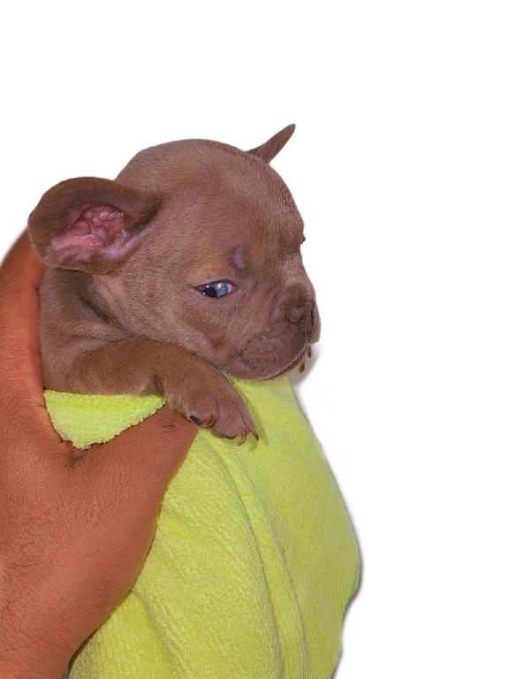 Bulldog frances  Foto 7270235-1.jpg