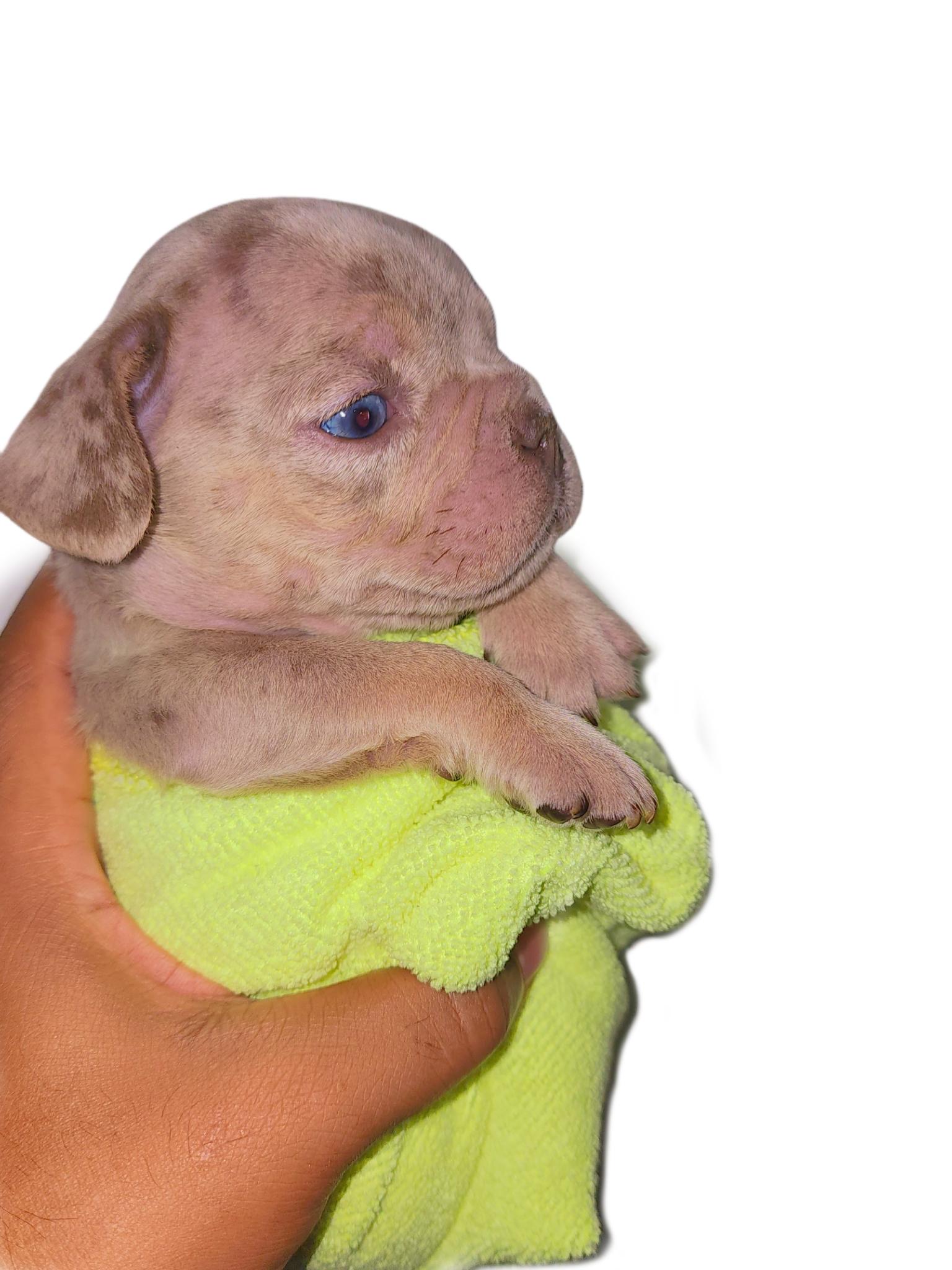 Bulldog frances  Foto 7270235-3.jpg
