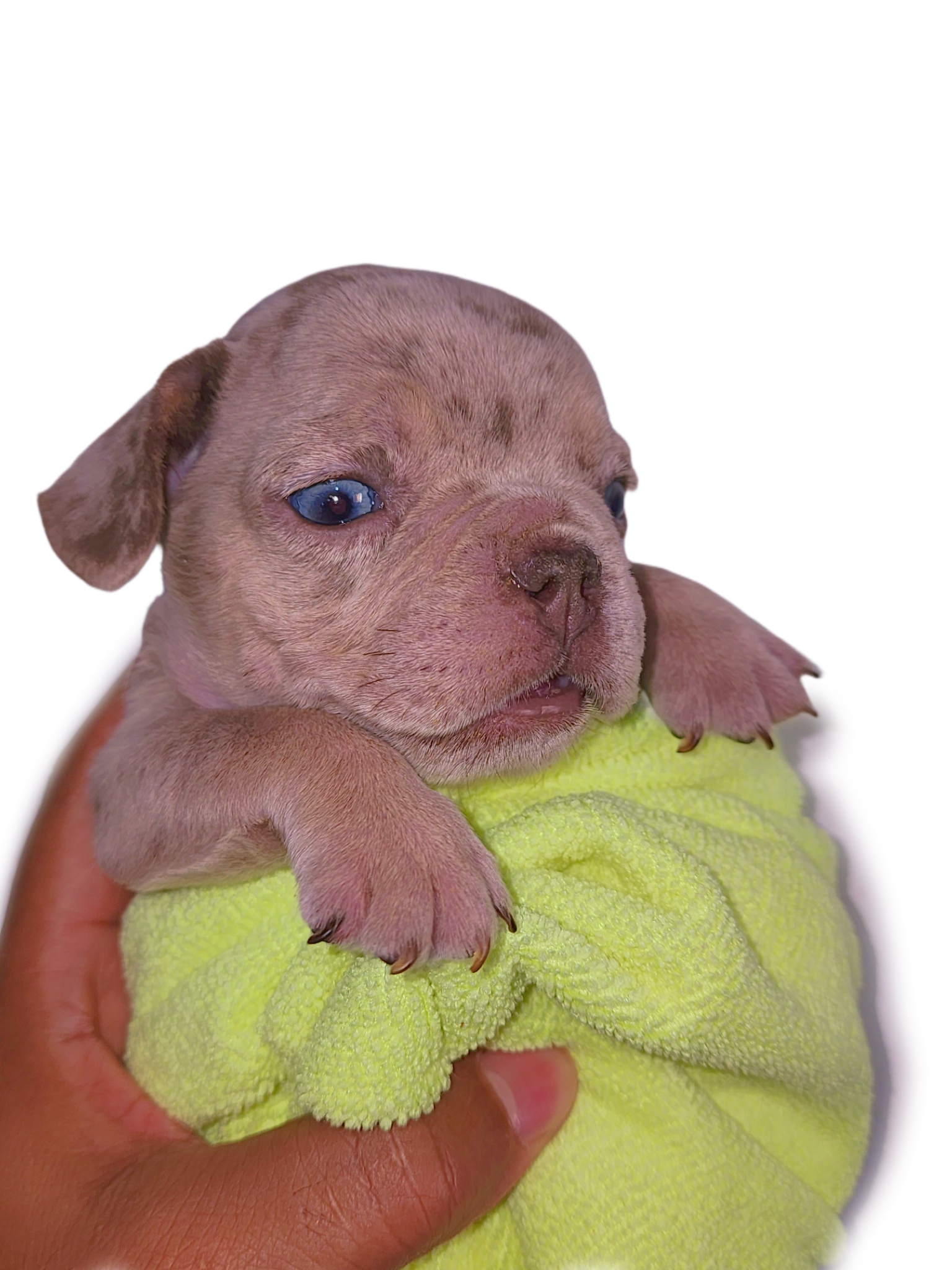 Bulldog frances  Foto 7270235-4.jpg