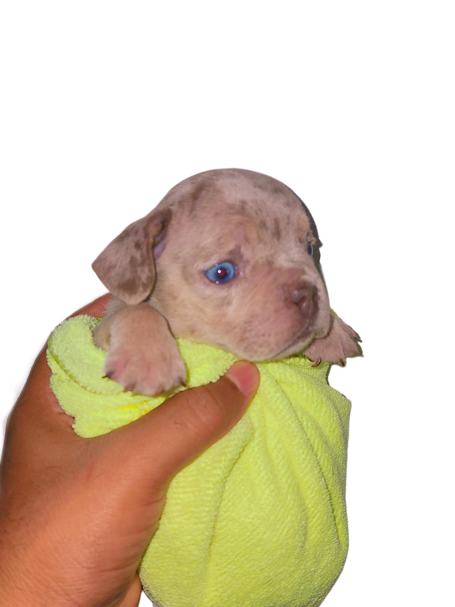 Bulldog frances  Foto 7270235-5.jpg