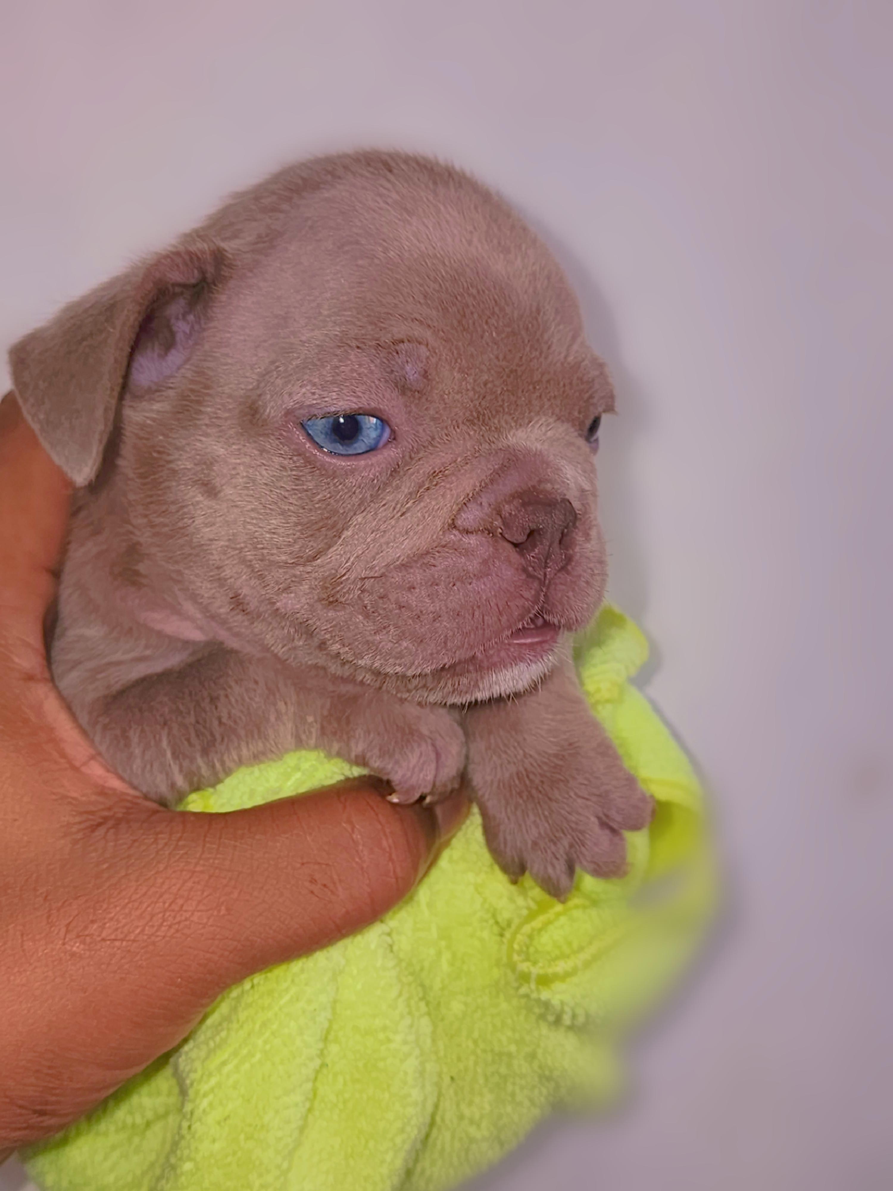 Bulldog frances  Foto 7270235-8.jpg